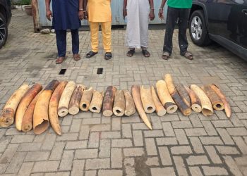 Customs, NESREA Smash Wildlife Trafficking Ring, Seize N126m Elephant Tusks in Ogun Bust