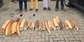 Customs, NESREA Smash Wildlife Trafficking Ring, Seize N126m Elephant Tusks in Ogun Bust