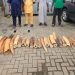 Customs, NESREA Smash Wildlife Trafficking Ring, Seize N126m Elephant Tusks in Ogun Bust
